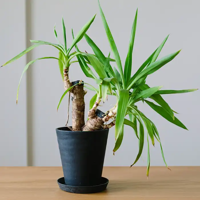 観葉植物